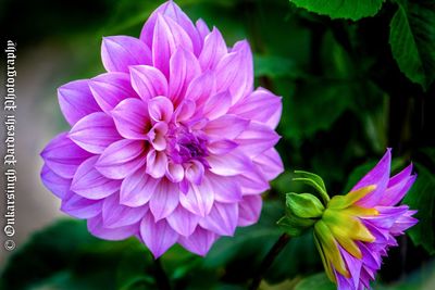 Close-up of flower blooming outdoors