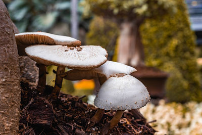 Close-up of mushroom growing on field