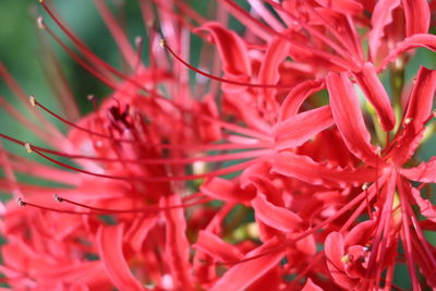 Close-up of red flowering plant