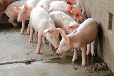 Small pigs in the stable are eating and growing. to send to the slaughterhouse. 