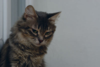 Close-up portrait of a cat at home