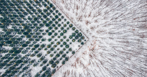 Full frame shot of snow covered tree