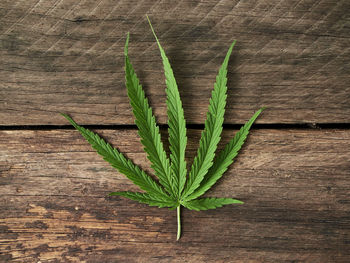 High angle view of green leaves on table