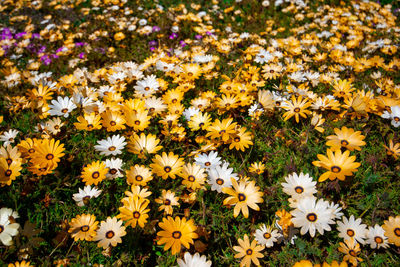 High angle view of flowering plants on field