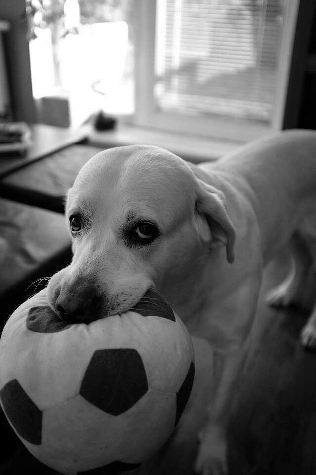 dog, indoors, pets, domestic animals, animal themes, one animal, focus on foreground, close-up, home interior, mammal, looking at camera, portrait, animal head, no people, home, front view, selective focus, relaxation, day