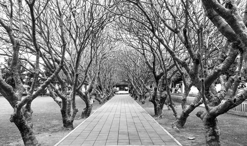 Empty pathway along trees