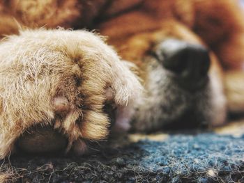 Close-up of sheep