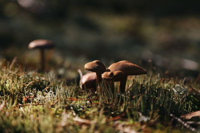 Close-up of mushrooms growing outdoors