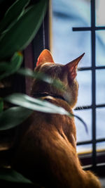 Close-up of a cat looking through window