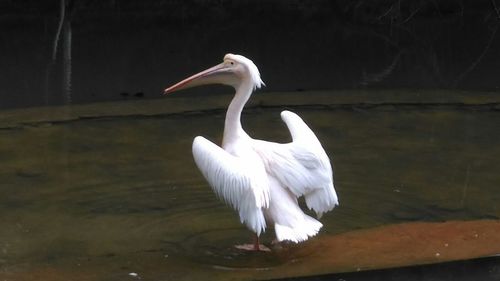 Close-up of swan in lake