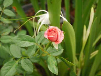 Close-up of pink rose plant