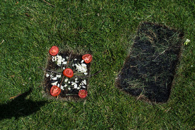 High angle view of flowers growing on field