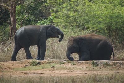 View of elephant in the forest