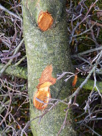 Close-up of leaf on tree trunk