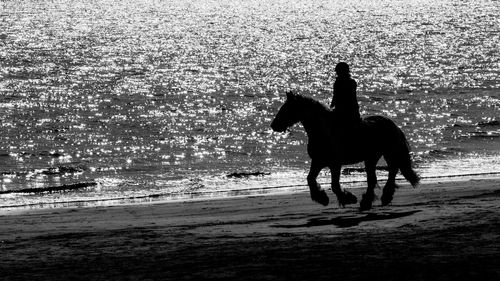 Silhouette horse on beach against sky