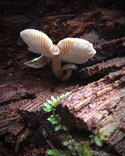 Close-up of mushrooms