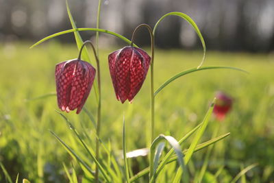 Close-up of red plant growing on field