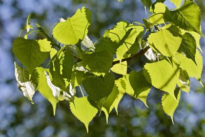 Close-up of leaves on tree against sky