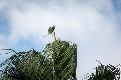 Close-up of butterfly on plant against sky