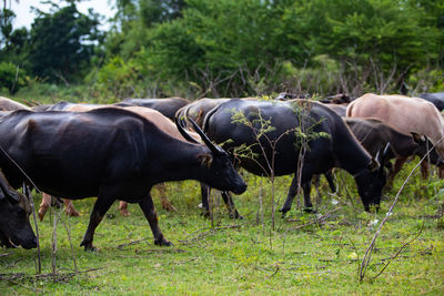 Buffalo standing on field