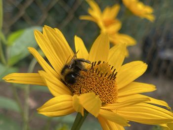 Bee pollinating flower