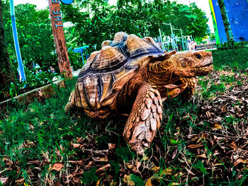 View of a turtle in the field