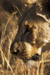 Side view of lion, close up