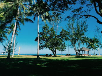 Palm trees on beach