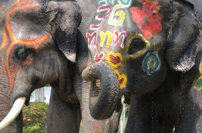 Decorated elephants looking away