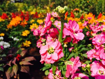 Close-up of pink flowers blooming outdoors