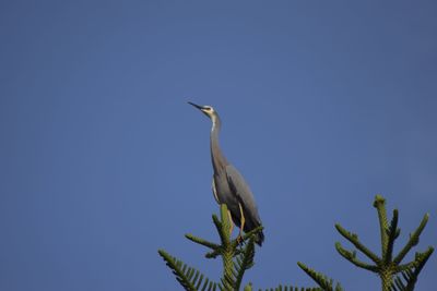 Low angle view of a bird perching on plant