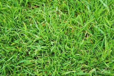 Full frame shot of green grass