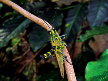 Close-up of lizard on leaf