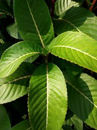 Full frame shot of leaves