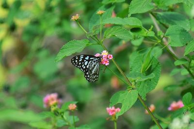 Close-up of butterfly on plant