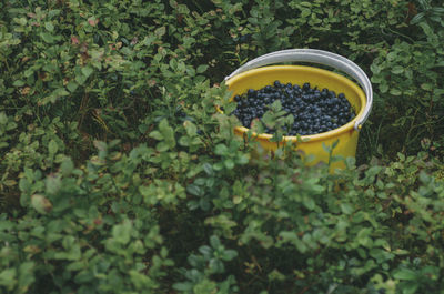 High angle view of fruit growing on plant