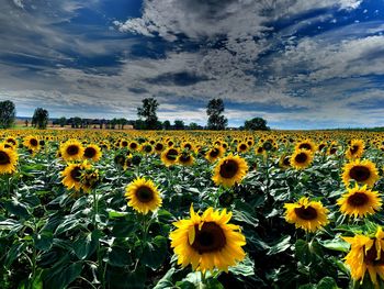 Sunflowers on field against sky