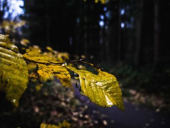 Close-up of yellow maple leaves on tree