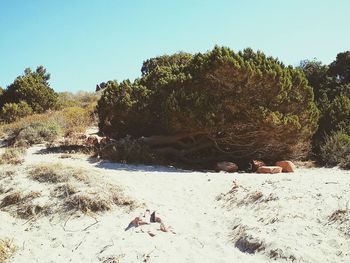 Trees on beach against clear sky