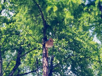 Low angle view of cat on tree in forest