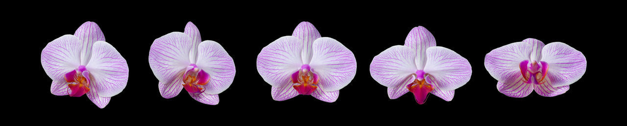 CLOSE-UP OF PURPLE FLOWERS OVER BLACK BACKGROUND