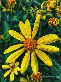 Close-up of yellow flowers blooming outdoors