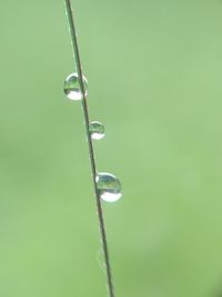 Close-up of water drops on plant