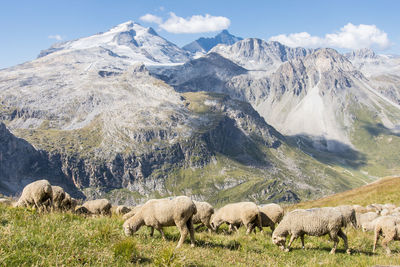 Flock of sheep in the mountain pastures in front of the grande motte glacier in the alps in france