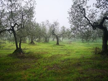 Trees on field against sky