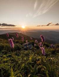 Purple flowering plants on field against sky during sunset