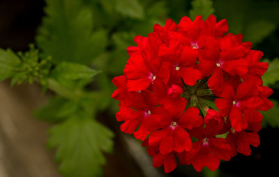 Close-up of red flower