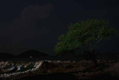 Trees against sky at night