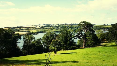 Scenic view of grassy field against sky