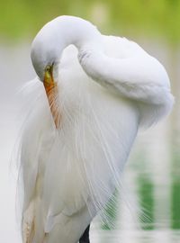 Great egret preening against lake